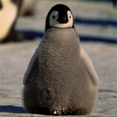 Timeline: Penguin Chick