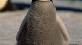 Timeline: Penguin Chick