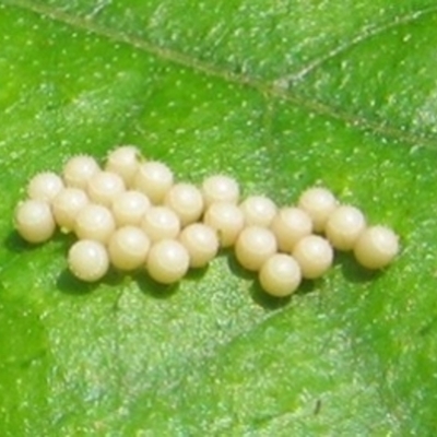 Timeline: The life of the Butterfly