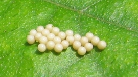 Timeline: The life of the Butterfly