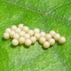 Butterfly eggs