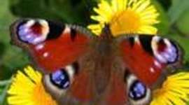 Timeline: The life of a butterfly