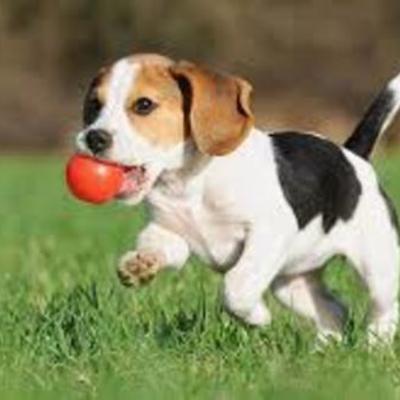 Timeline: Elizbeth Matos