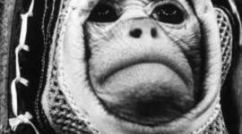 Timeline: Звірі у космосі