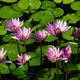 Water lilies