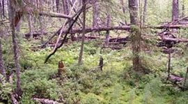 Timeline: Центрально-Лесной заповедник (Тверская область)