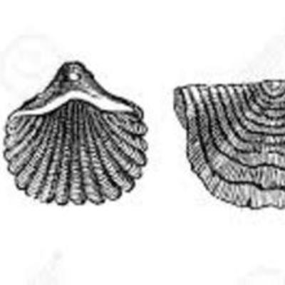 Timeline: Η ιστορία της γης