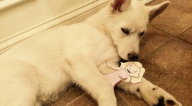 Timeline: Valentine et Sa Aventure