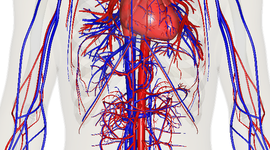 Timeline: Advances in Cardiovascular Medicine