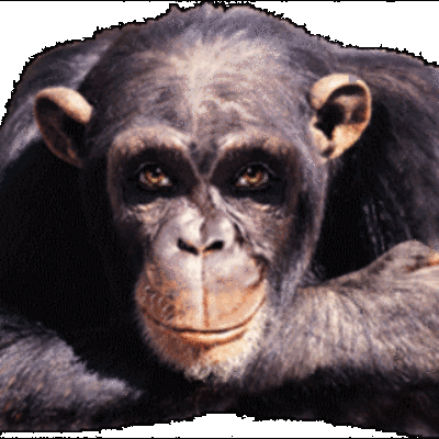 Timeline: Проба 1