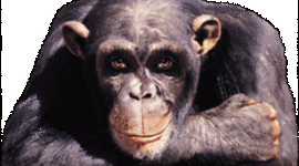 Timeline: Проба 1