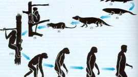 Timeline: Teories sobre l'evolució