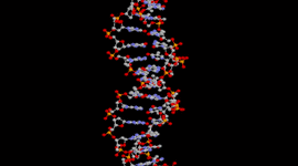 Timeline: Modelo de la molecula de ADN