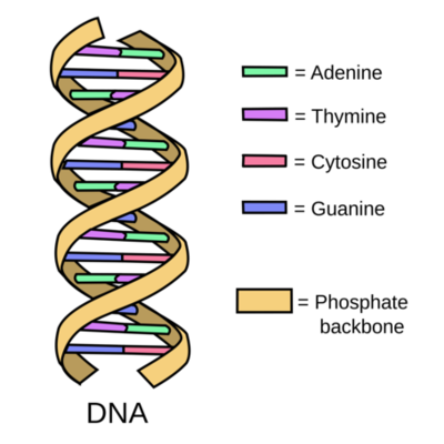 Timeline: DNA History Timeline