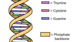Timeline: DNA History Timeline