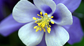 Timeline: Vance-Brandon D. Colorado Symbols