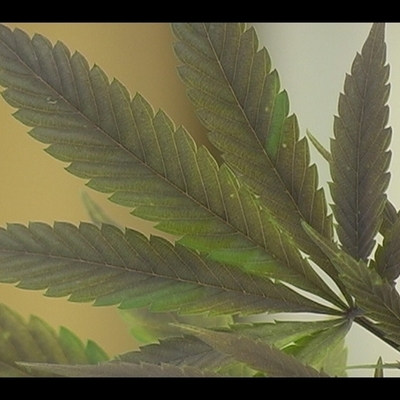 Timeline: Medical marijuana in El Paso County