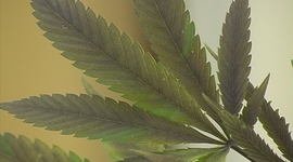 Timeline: Medical marijuana in El Paso County