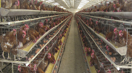 Timeline: CICLO DE PRODUCCION