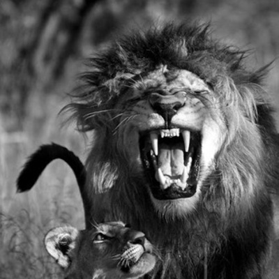 Timeline: Проба