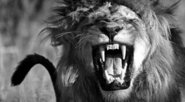 Timeline: Проба