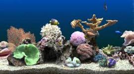 Timeline: Aqua Science