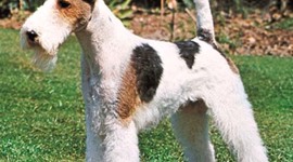 Timeline: Фокстерьеры