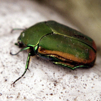 Timeline: Derecho Ecológico