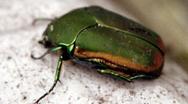 Timeline: Derecho Ecológico