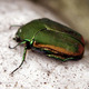 Figeater beetle