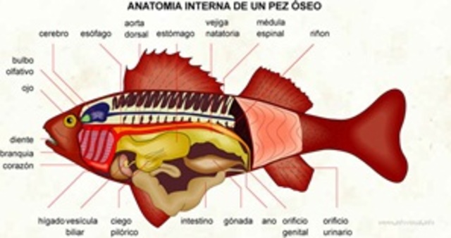 Evolución del sistema digestivo de los animales. Isabella