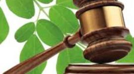 Timeline: Derecho Ecológico.