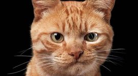 Timeline: Мы в ответе