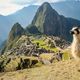 Llama at the machu picchu unesco peru andbeyond
