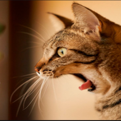 Timeline: ErikaPuppy57's Timeline :)