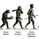 1200 21104472 human evolution