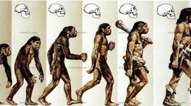 Timeline: La evolucion