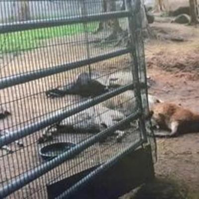 Timeline: Westport tenant farm animal abuse investigation