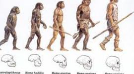 Timeline: Línea de tiempo de los Hominidos