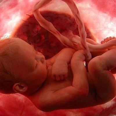 Timeline: Período Fetal