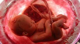 Timeline: Período Fetal