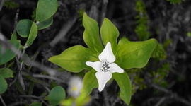 Timeline: Erikson (Psychosocial Theory) Timeline