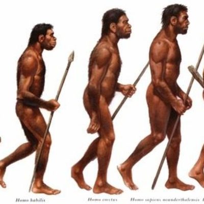 Timeline: Evolución de los homínidos