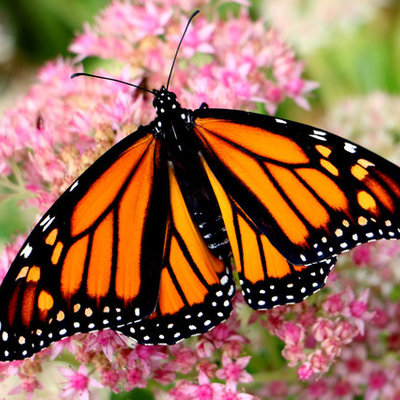 Timeline: Life Cycle of Butterfly