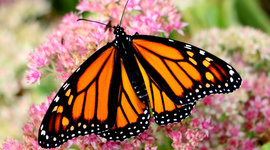 Timeline: Life Cycle of Butterfly