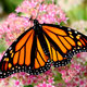 Monarch butterfly  2 by aroha photography d8rhhy2