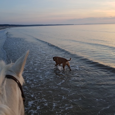 Timeline: Equus Plan