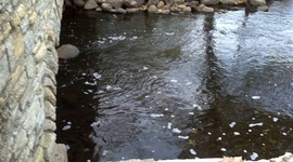 Timeline: Painful Times