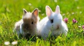 Timeline: Spring Appeal Timeline