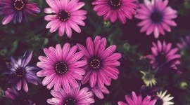 Timeline: Derechos Humanos